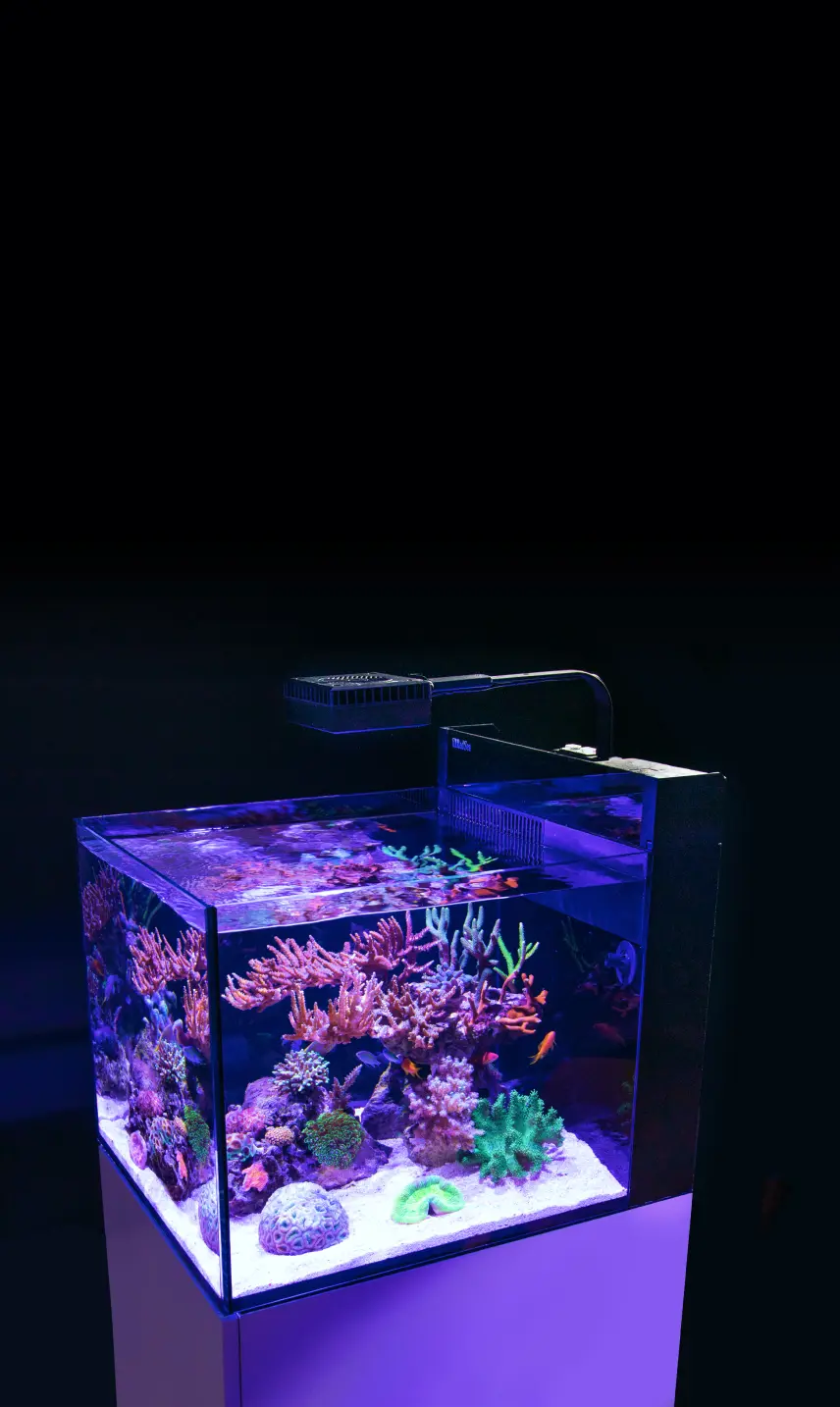 海を創る Get ready to dive deep into the fascinating world of reef aquariums!
