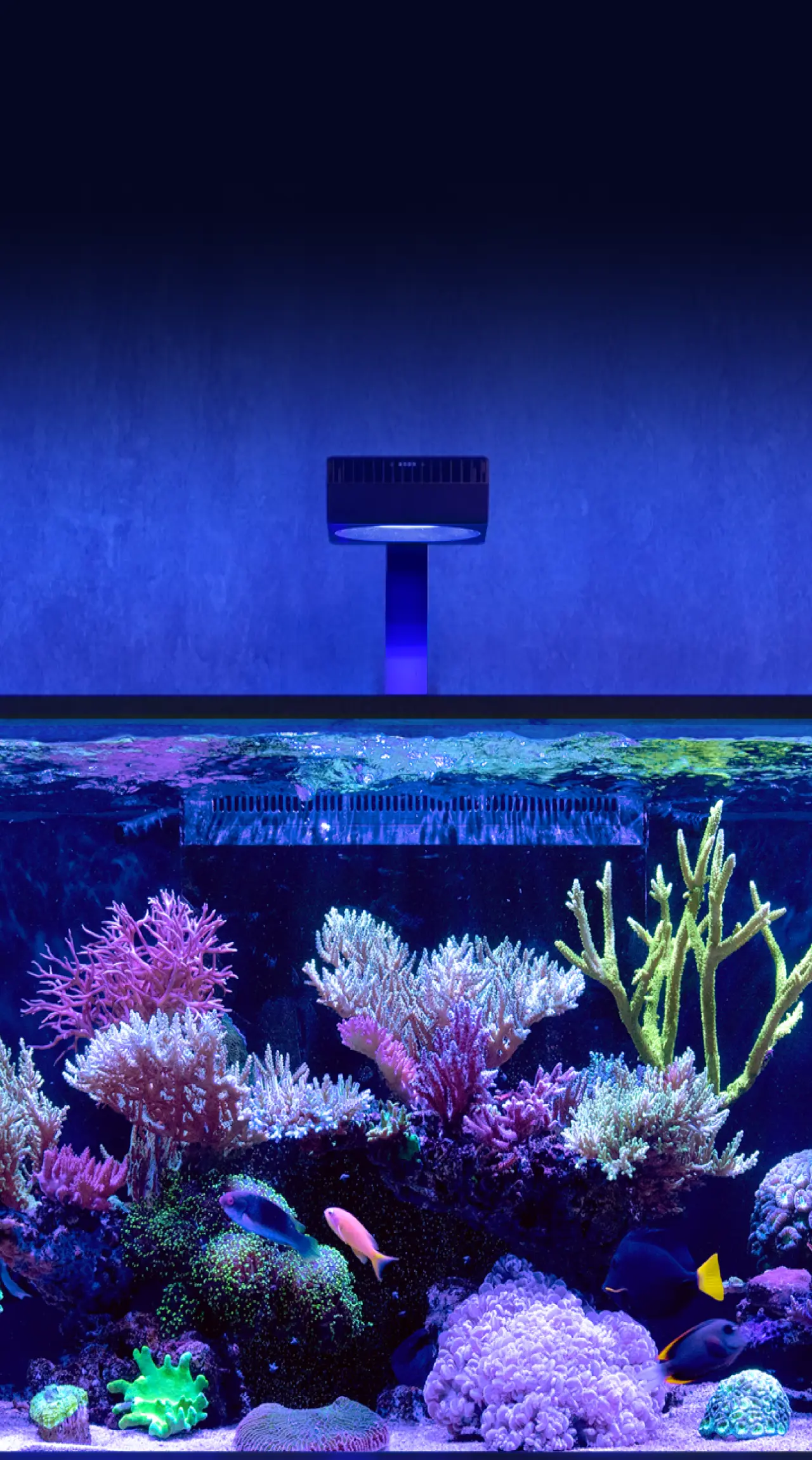 Reef Care Program - Red Sea Fish